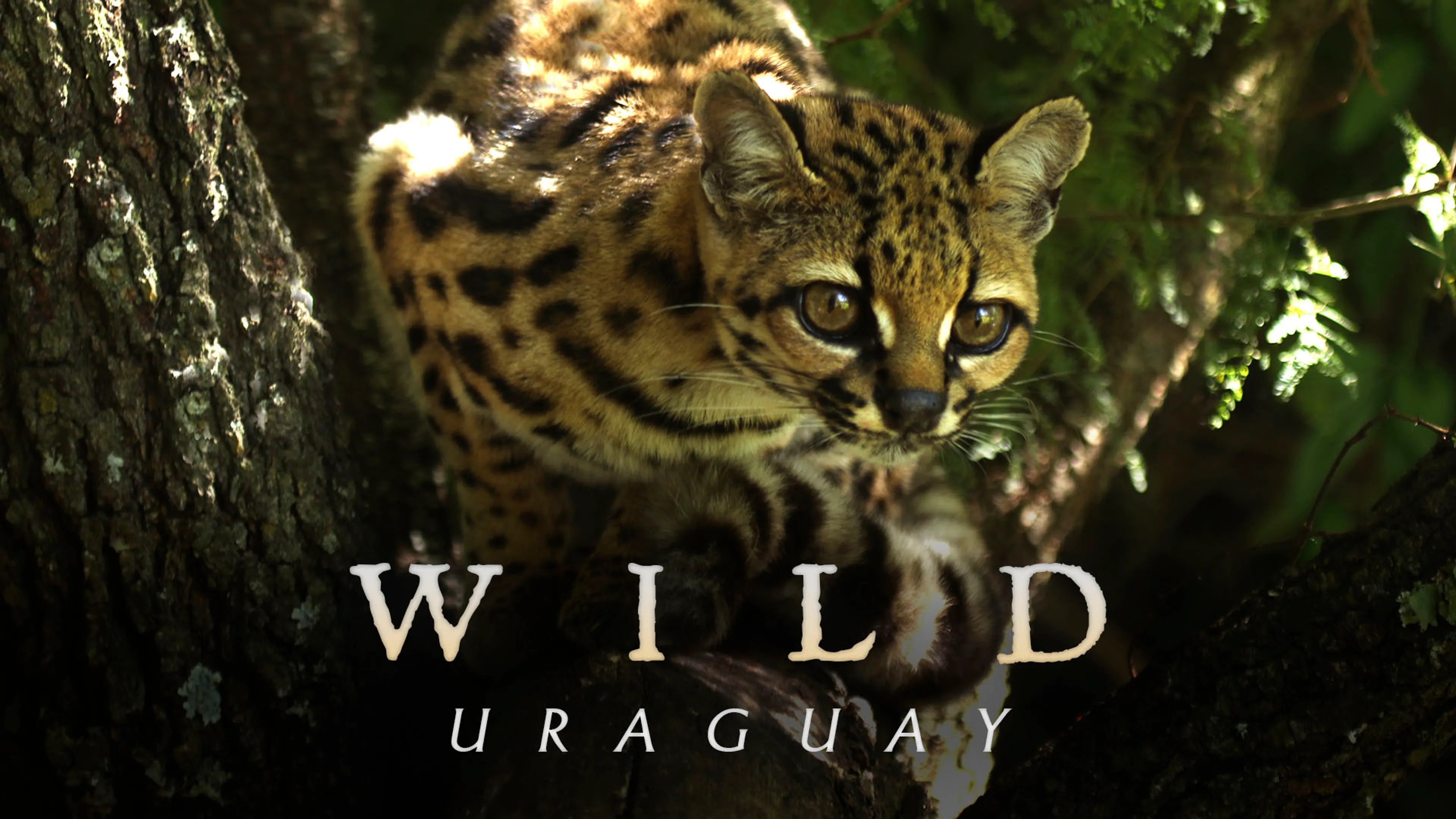 Wild Uruguay poster